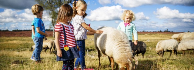 Schapen met kinderen.jpg